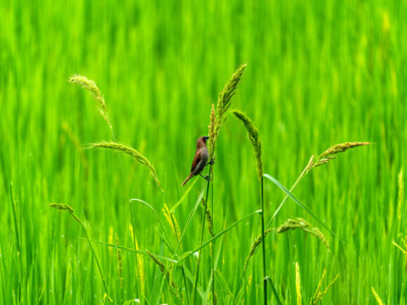 The organic food & sustainable dining for you